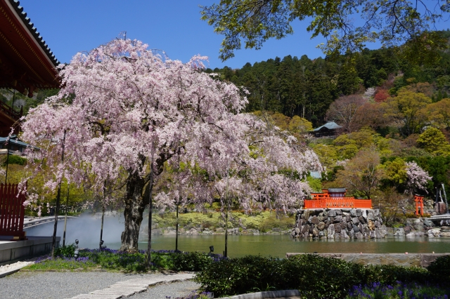 【催行決定】勝運のお寺「勝尾寺の桜」と箕面観光ホテルランチバイキング