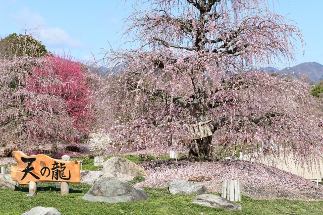 春を告げる天神さんの梅開き「北野天満宮」しだれ梅と椿まつり「城南宮」