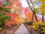 世界遺産 紅葉の高野山参り