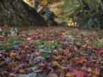 湖南三山 紅葉巡り